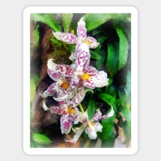Elegant Beallara Orchid Sticker